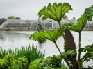 Le jardin botanique royal de Kew