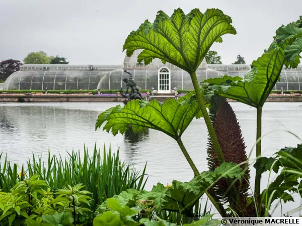 Le jardin botanique royal de Kew, la serre des palmiers