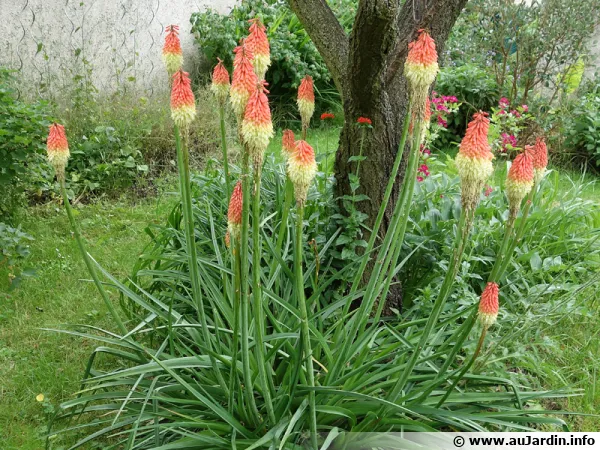 Faux aloes, Tritoma, Tritome, Tison de satan, Kniphofia