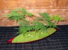 L'art du Kokedama
