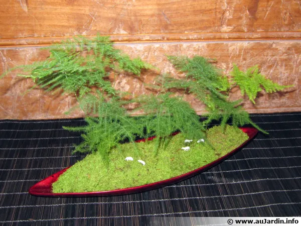 L'art du Kokedama