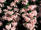Buisson de beaut�, Kolkwitzia amabilis