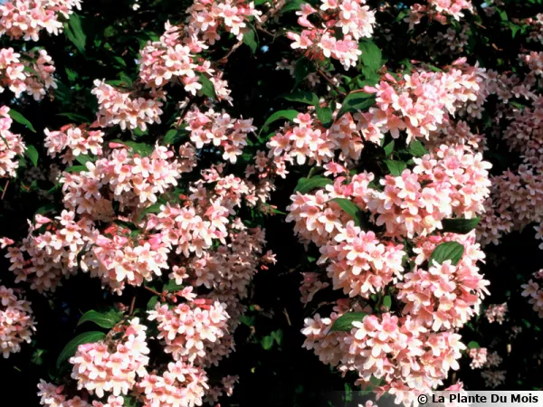 Buisson de beauté, Kolkwitzia amabilis