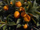 Quand r�colter et comment d�guster les kumquats�?