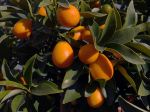 Quand récolter et comment déguster les kumquats ?