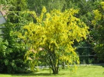 Cytise commun, Laburnum vulgare, Aubour, Faux �b�nier, Bois de Li�vre