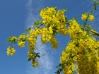 Cytise commun, Laburnum vulgare, Aubour, Faux bnier, Bois de Livre, Laburnum anagyroides
