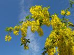 Fleurs du cytise commun Fleurs du cytise commun