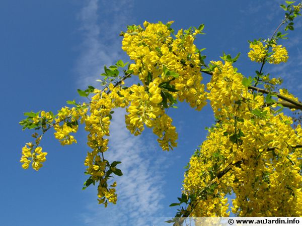 Cytise Commun Laburnum Vulgare Aubour Faux ébénier Bois