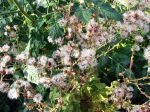 Fleurs de laitue montées en graines Fleurs de laitue montées en graines
