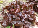 Les salades rouges