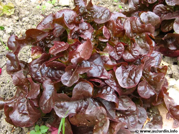 Les salades rouges