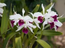 Laelia