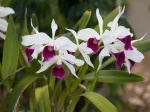 Laelia purpurata