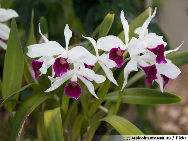 Laelia purpurata