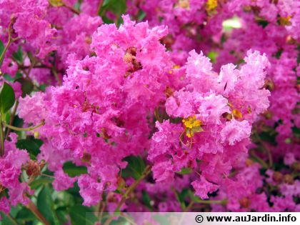 Lilas des Indes (Lagerstroemia indica) : un arbuste � la floraison estivale spectaculaire