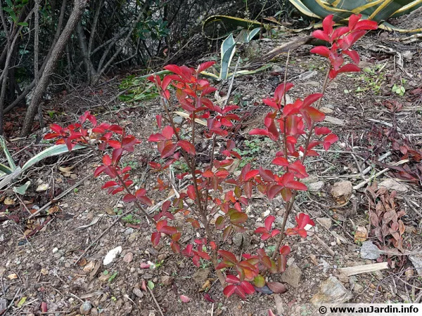 Plantation récente d'un lilas des Indes