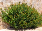 Des plantes qui r�sistent � la s�cheresse