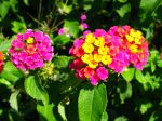 Fleurs du lantanier Fleurs du lantanier