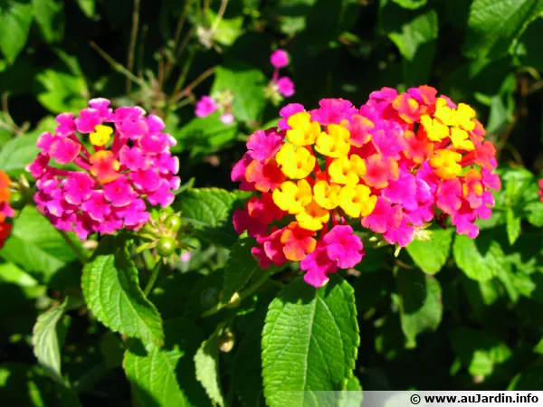 Le lantana camara