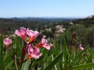 Le laurier rose, un air de vacances
