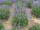 Les plantes mellifres