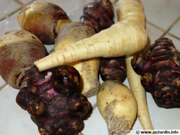 Des lgumes anciens prts  tre cuisins