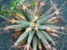 Cactus agave, Leuchtenbergia principis
