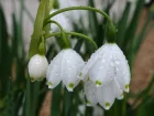 Nivole d't, Leucojum aestivum