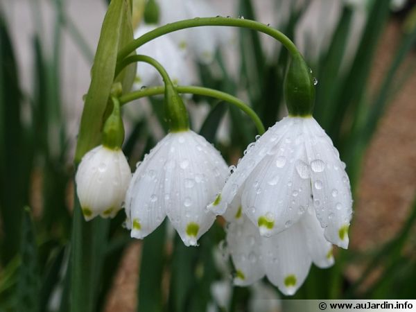Fleur de Lait (Perce Neige - Galantus Nivalis) Leucojum-aestivum-600x450