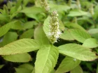 Menthe arbustive japonaise  fleurs blanches, Leucosceptrum japonicum
