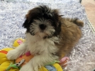 Choisir un chien