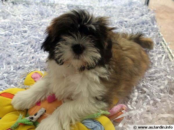 Un chien disponible à la vente