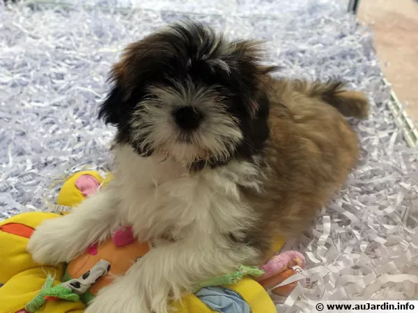 Un chien disponible à la vente
