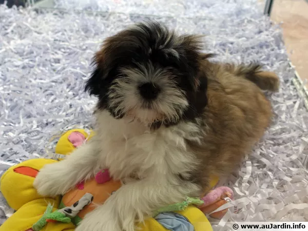 Chien disponible à la vente