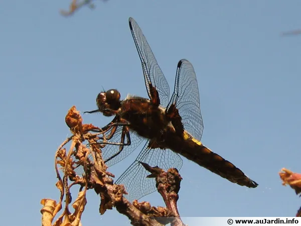 La libellule virevolte autour du bassin