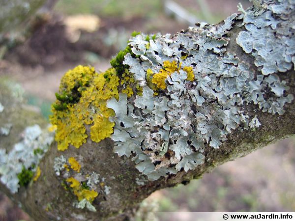 Le rajeunissement des arbres
