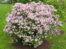 Plantation, taille et entretien du lilas