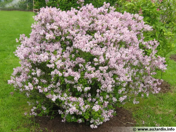 Plantation d'un lilas isol dans une pelouse