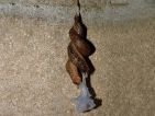 Grande limace, Limax maximus Grande limace, Limax maximus