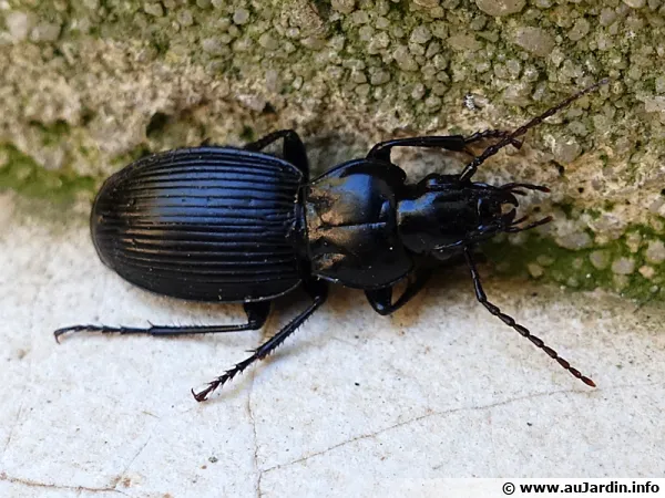 Limodromus assimilis, un carabe noir