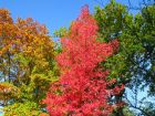 Copalme d'amrique, Liquidambar styraciflua