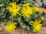 Plante caillou, Lithops en fleurs Plante caillou, Lithops en fleurs