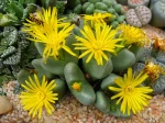 Plante caillou, Lithops en fleurs