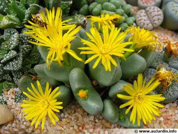 Plante caillou, Lithops en fleurs