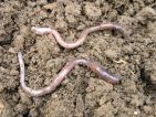 Vers de terre, Lombric européen, Lumbricidae européen