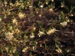 Ch�vrefeuille d'hiver, Lonicera fragrantissima
