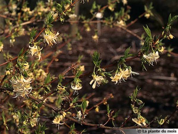 Chèvrefeuille d'hiver, Lonicera fragrantissima