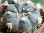 Peyote, Peyotl, Lophophora williamsii