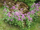Monnaie du pape, Lunaire, Lunaria